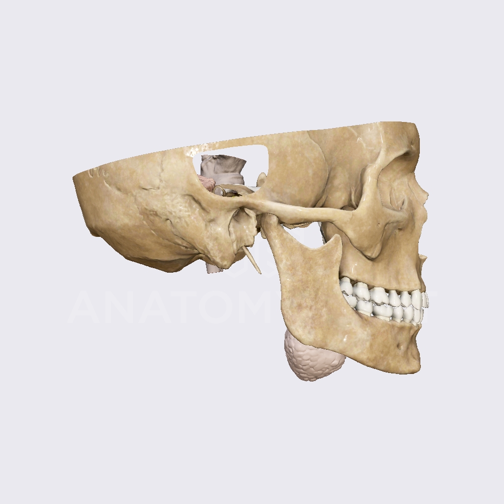 Intermediate portion of facial nerve